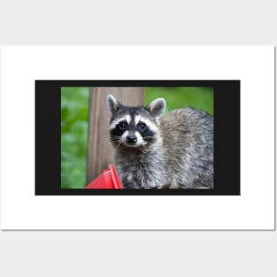 Sad Raccoon Print Posters and Art